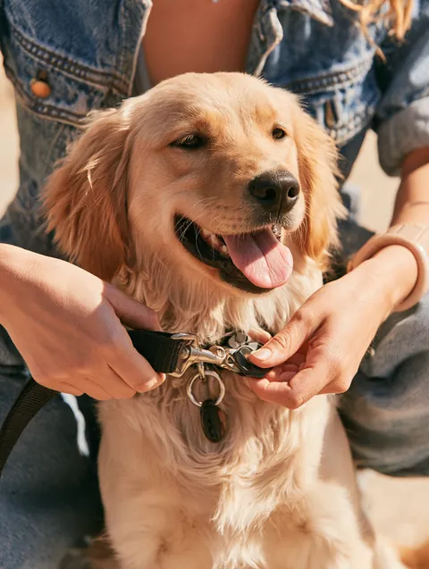 Woman clipping a leash onto a golden retriever's collar before a vet visit
