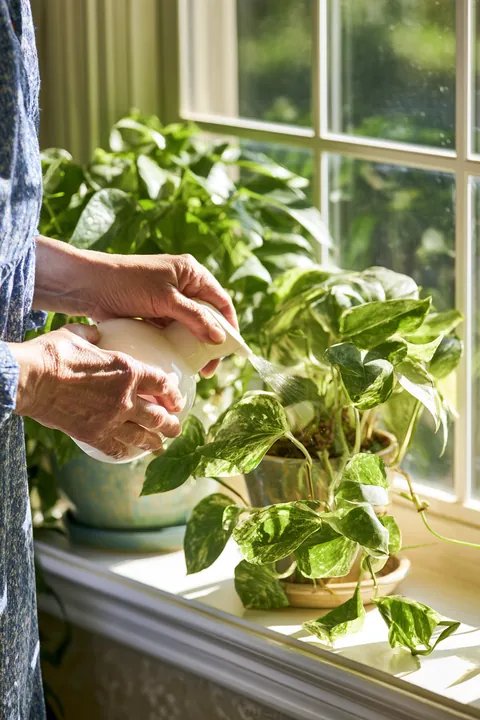 Hands of a woman in her 60s watering a houseplant on a sunny windowsill, calm after following a Hidden Meadow Lending bill negotiation guide